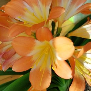 Meet your Posher, Lindsay